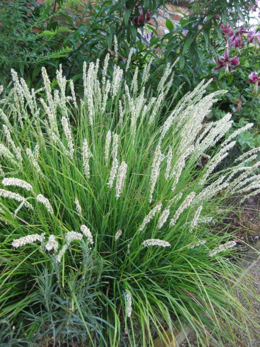 AUTUMN MOOR GRASS, #1