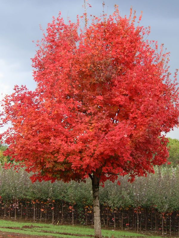 MAPLE, FLASHFIRE, #10
