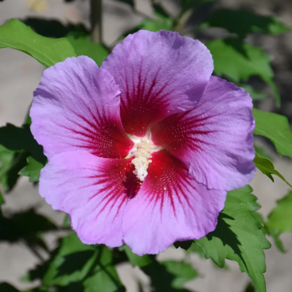 ROSE OF SHARON, PURPLE PILLAR, #5
