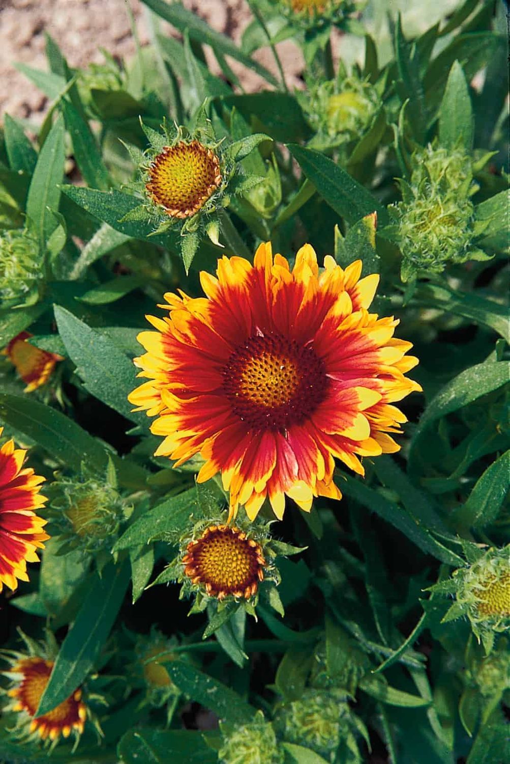BLANKET FLOWER, ARIZONA SUN #1