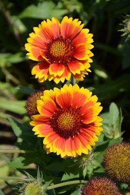 BLANKET FLOWER, ARIZONA SUN #1
