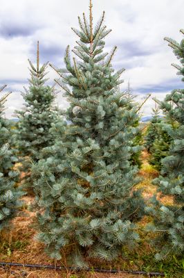 CONCOLOR FIR 8-9' BB