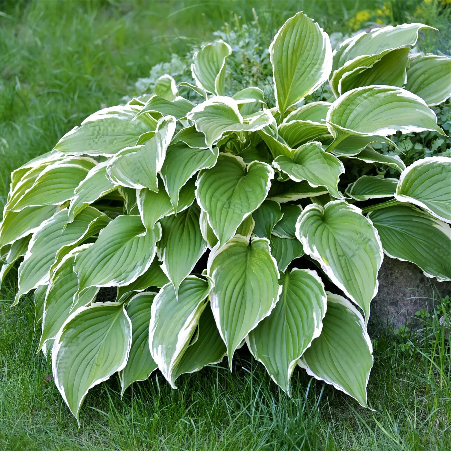 HOSTA, FRANCEE, #1