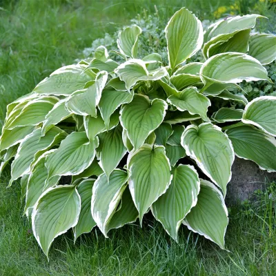HOSTA, FRANCEE, #1