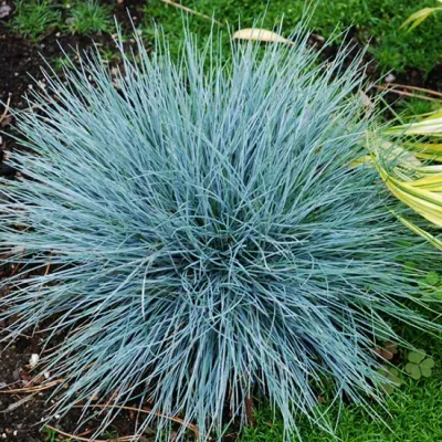 BOULDER BLUE, #1