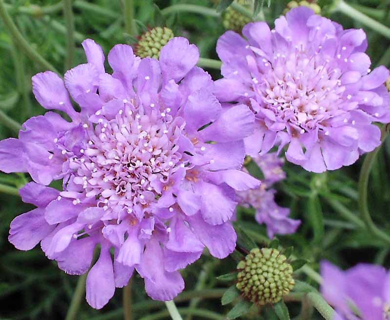 BUTTERFLY BLUE, PINCUSHION FLOWER