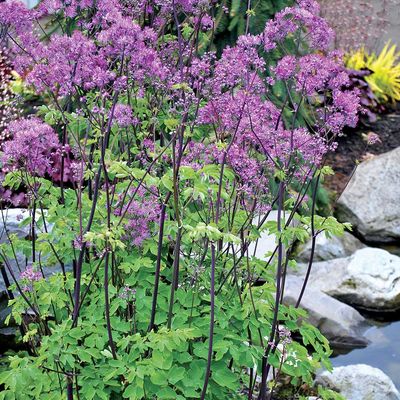MEADOW RUE, BLK. STOCKINGS, #1