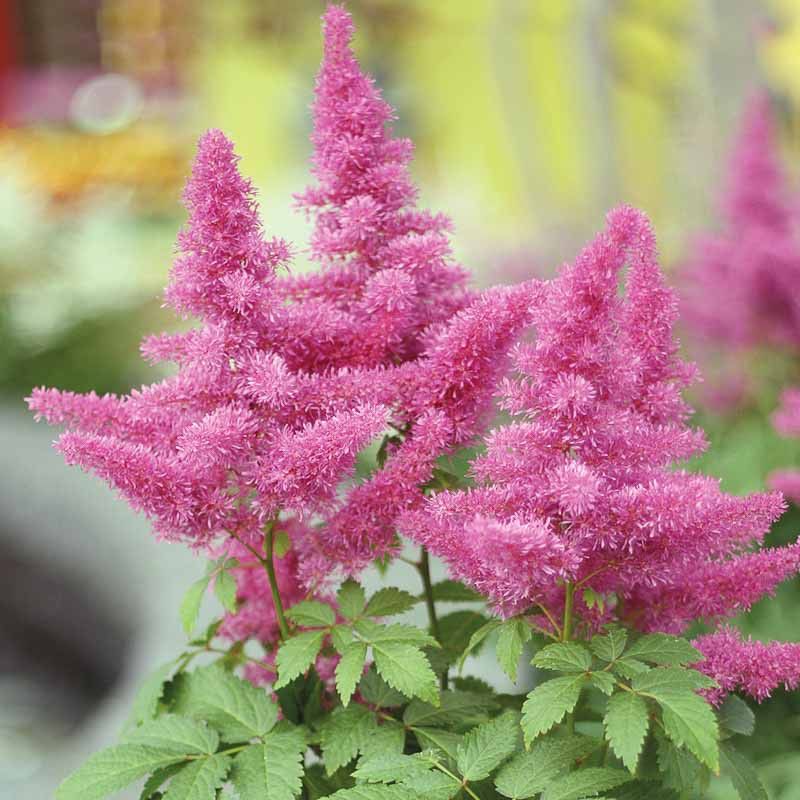 Astilbe chinensis 'Little Vision in Pink', #1