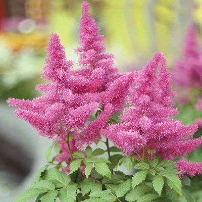 Astilbe chinensis 'Little Vision in Pink', #1