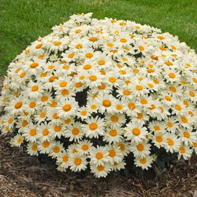 Leucanthemum, 'Whoops-a-Daisy, #1