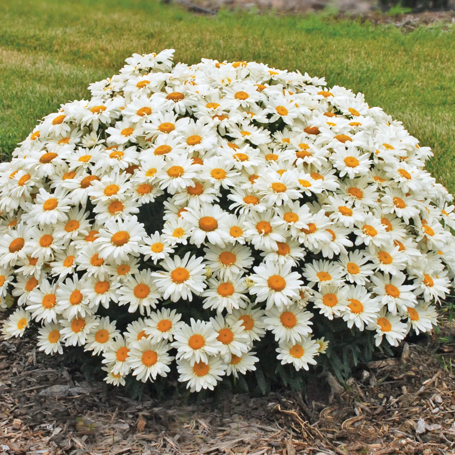 SHASTA DASIY, WHOOPS A DAISY #1