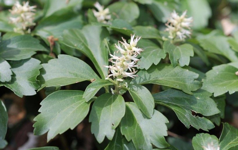Pachysandra, terminalis 38C