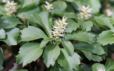 Pachysandra, terminalis 38C