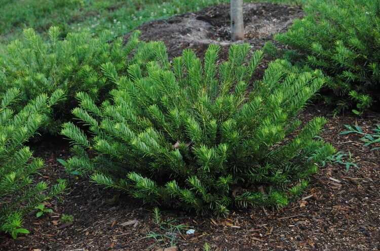 JAPANESE YEW, DUKES GARDEN, #3