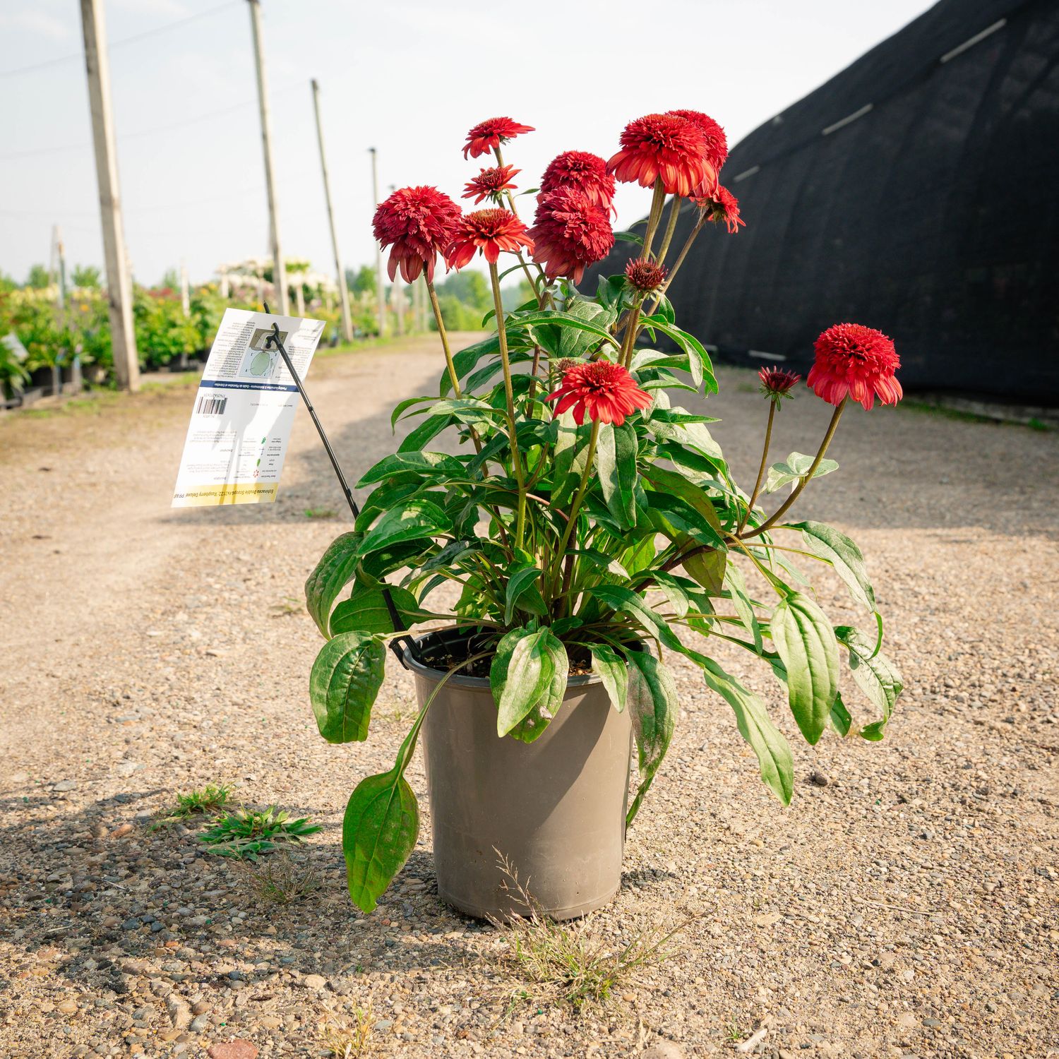 CONEFLOWER, DOUB SCOOP ,RASPBERRY DL #1