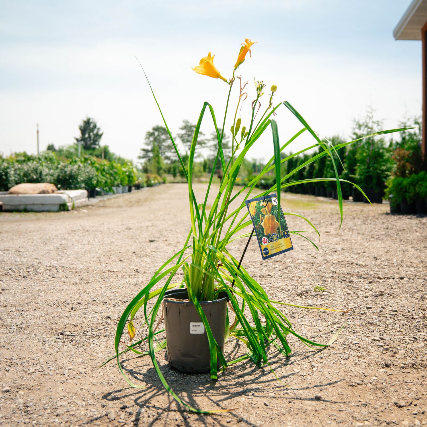 DAYLILY, STELLA DE ORO#1