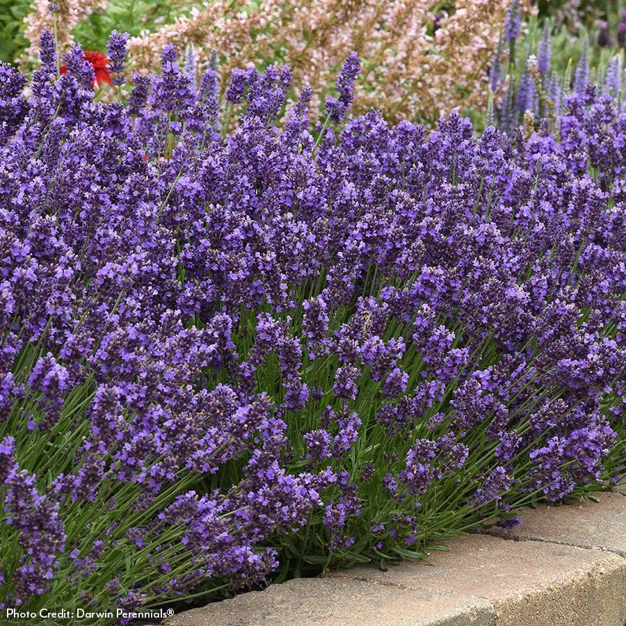 LAVENDER, SUPER BLUE #1