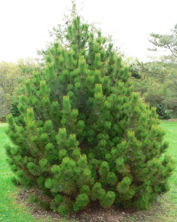 BOSNIAN PINE, IRISH BELL, #15