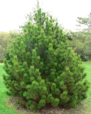 BOSNIAN PINE, IRISH BELL, #15
