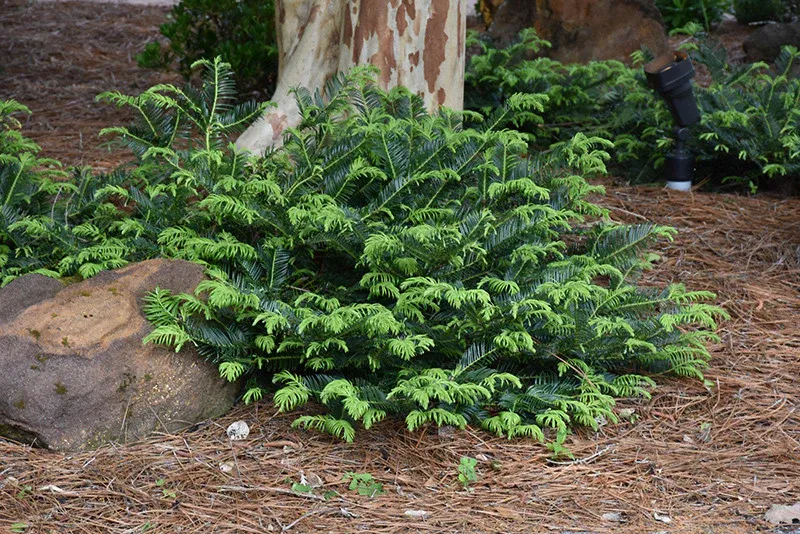 CEPHA. PLUM YEW, PROSTRATA, #3AB