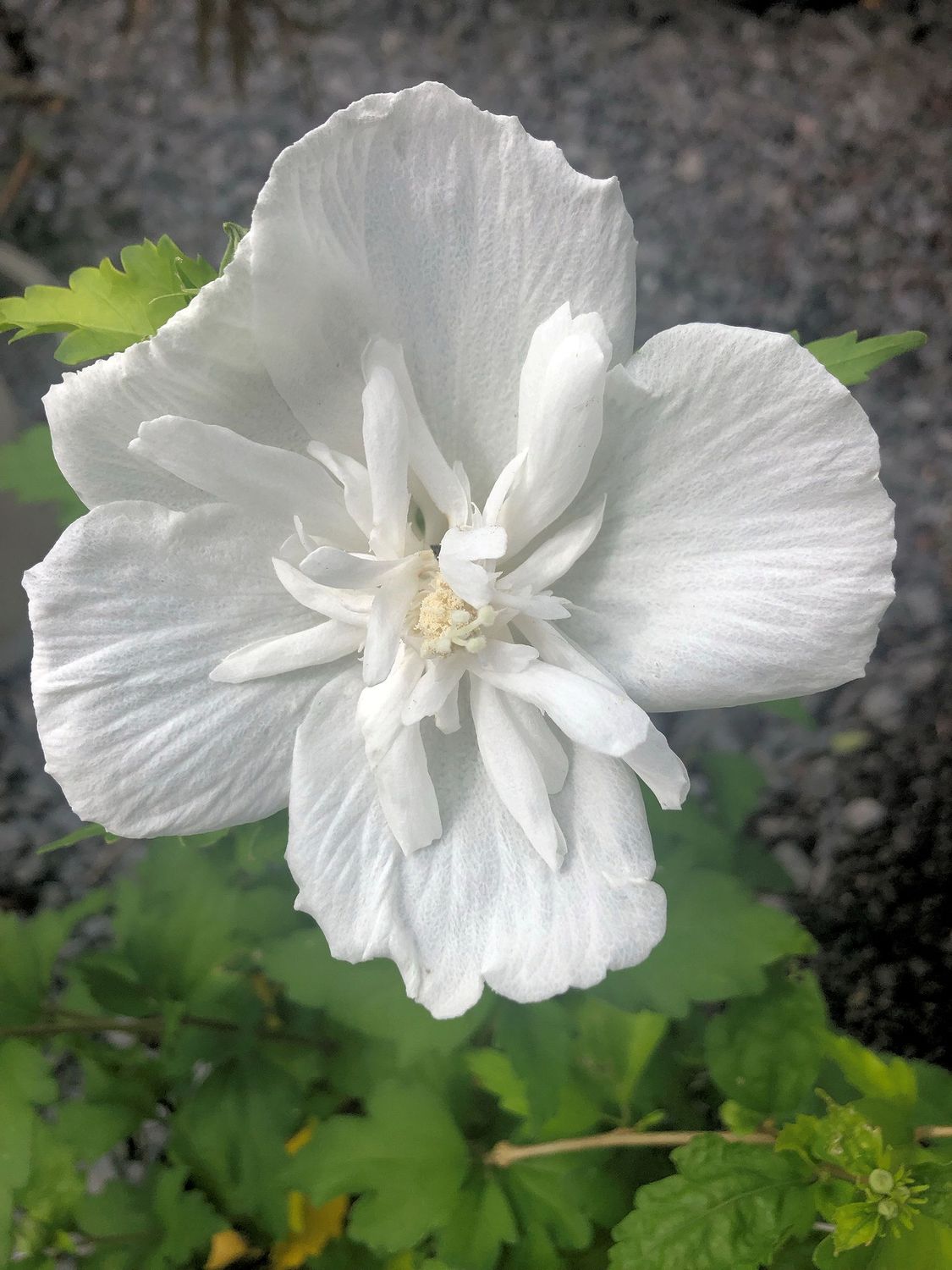 ROSE OF SHARON, WHITE CHIFFON, #2