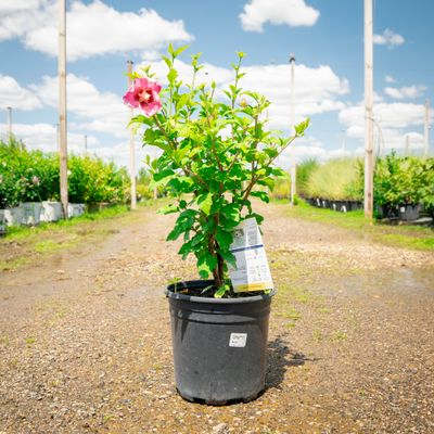 ROSE OF SHARON, APRHRODITE, #2