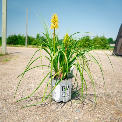 KNIPHOFIA, SOLAR FLARE, #1