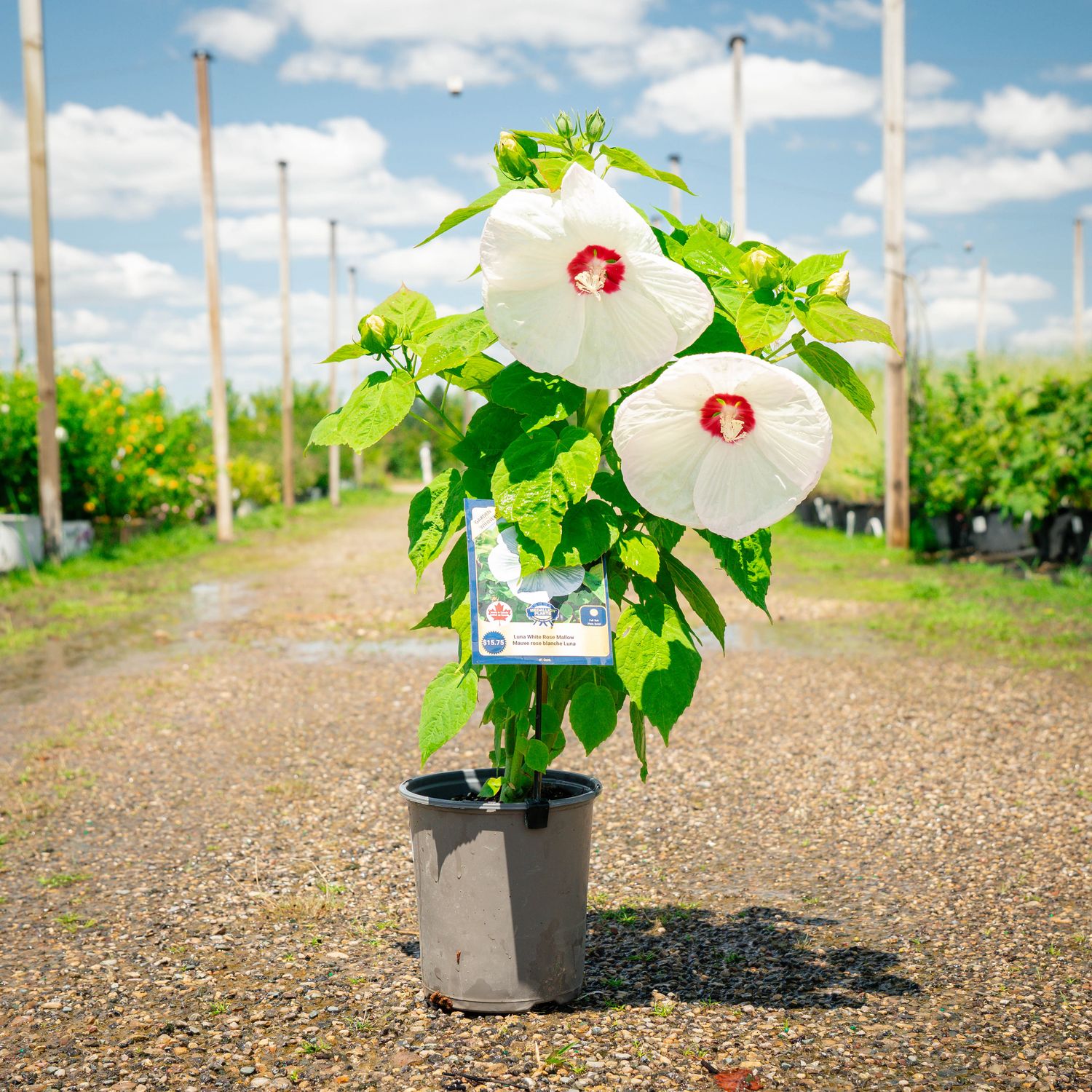 HIBISCUS, LUNA WHITE, #1