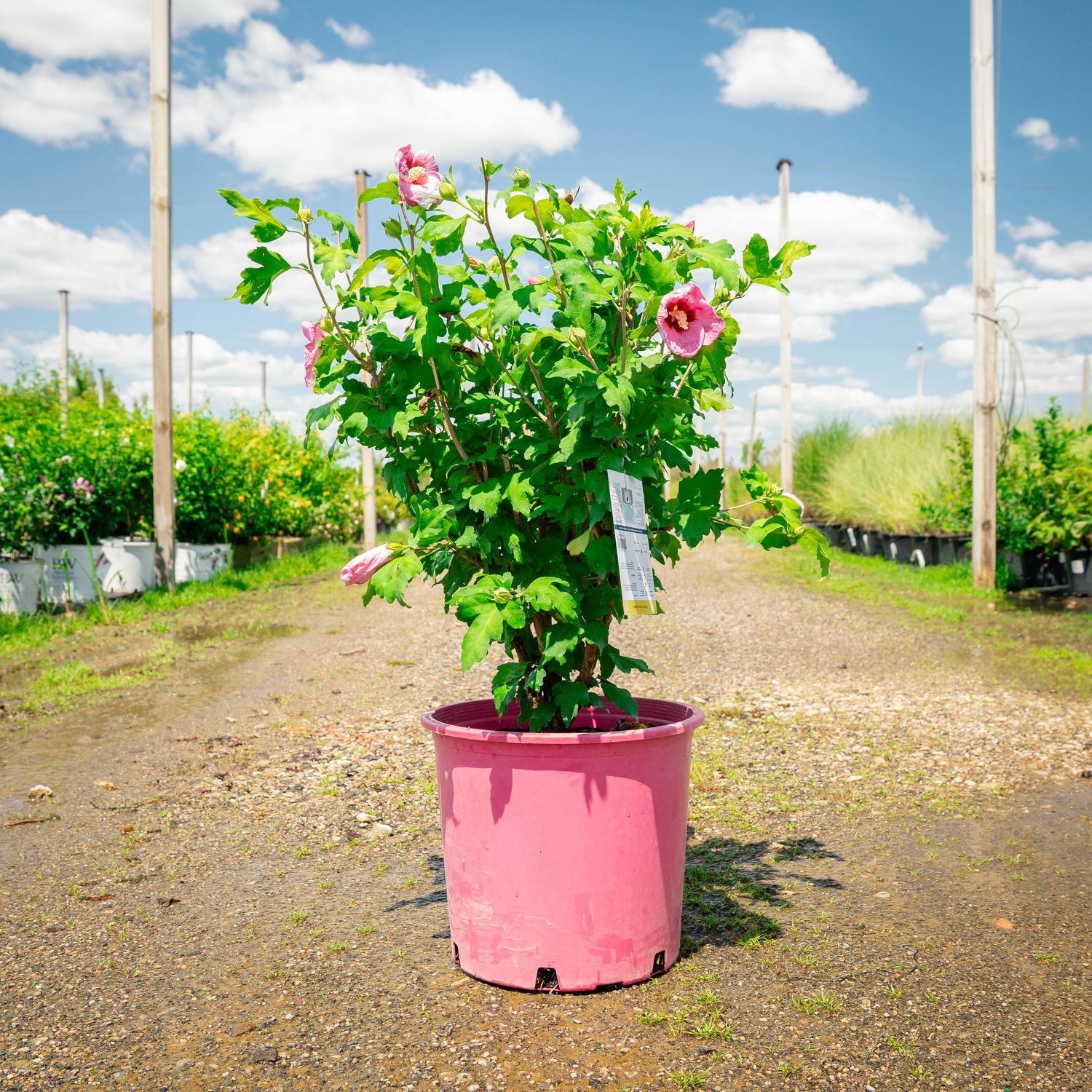 ROSE OF SHARON, APHRODITE, #5
