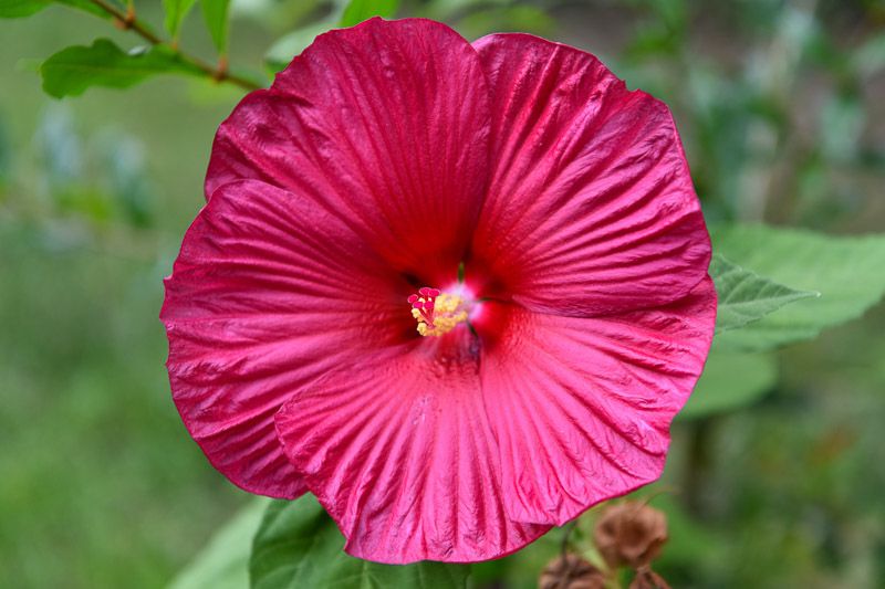 HIBISCUS, LUNA ROSE, #1