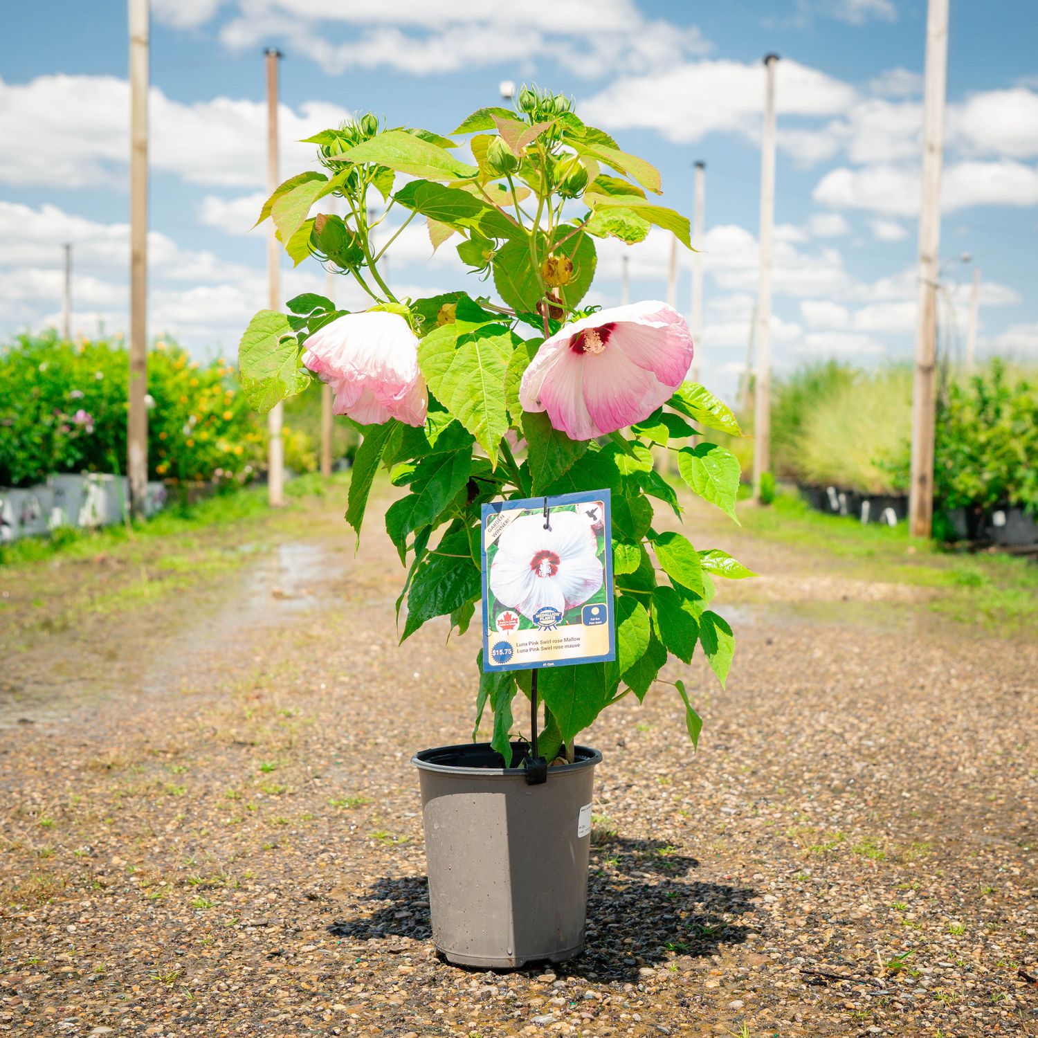 ROSE OF SHARON, LUNA PK. SWIRL, #1