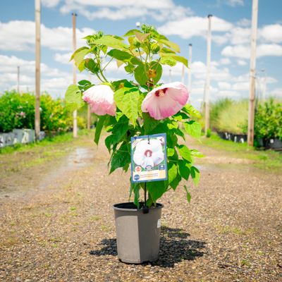 ROSE OF SHARON, LUNA PK. SWIRL, #1