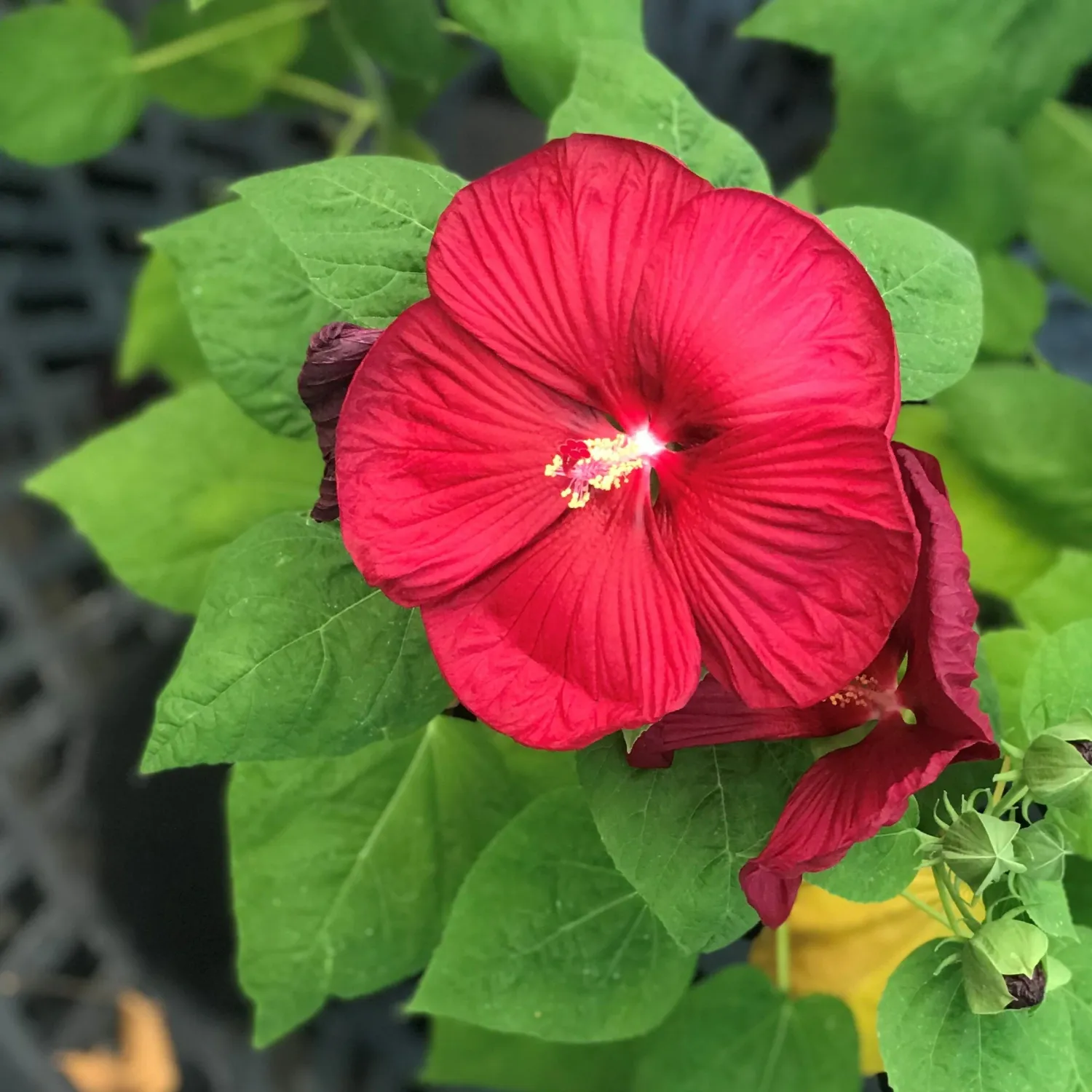 ROSE OF SHARON, LUNA RED, #1