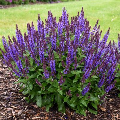 SALVIA, VIOLET PROFUSION, 8"