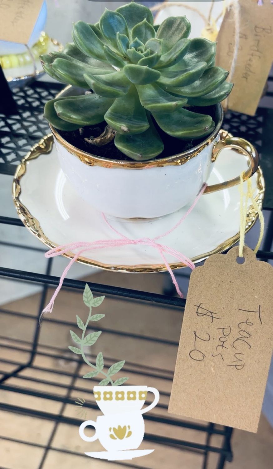 Teacup Pots