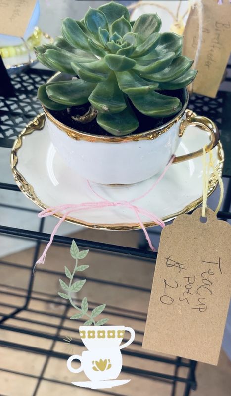 Teacup Pots