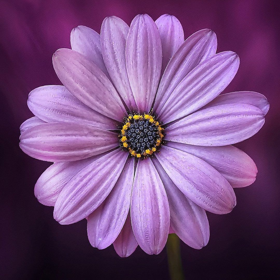 Bon Cadeau à personnaliser