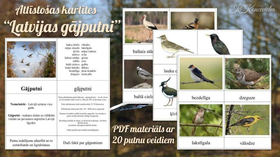 Latvijas gājputni, PDF