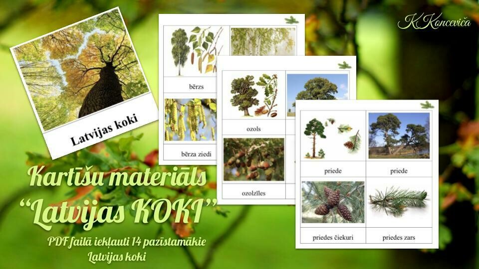 Latvijas koki, PDF