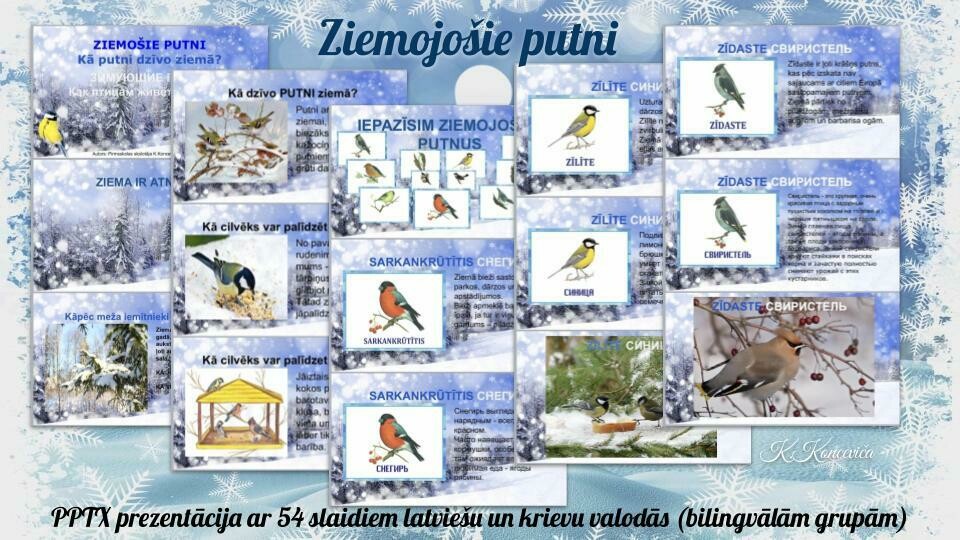 Ziemojošie putni/ Зимующие птицы PPTX, LV+RU