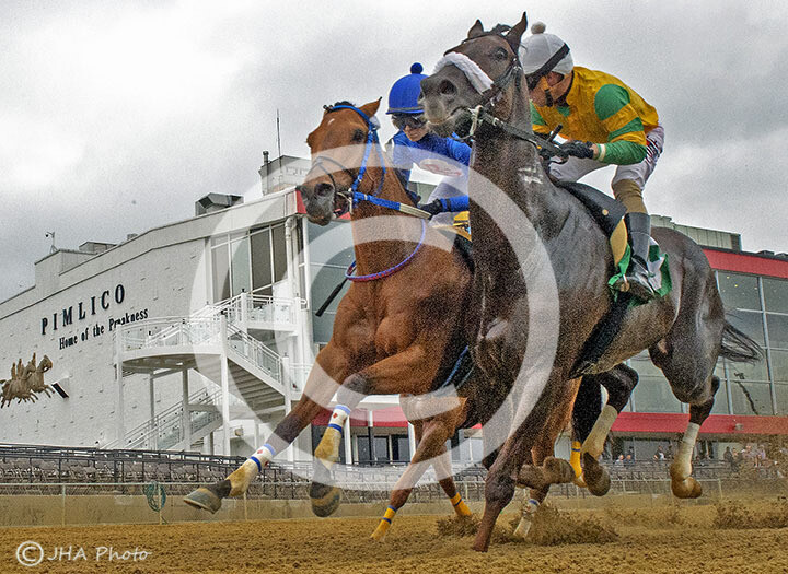 Pimlico 2019