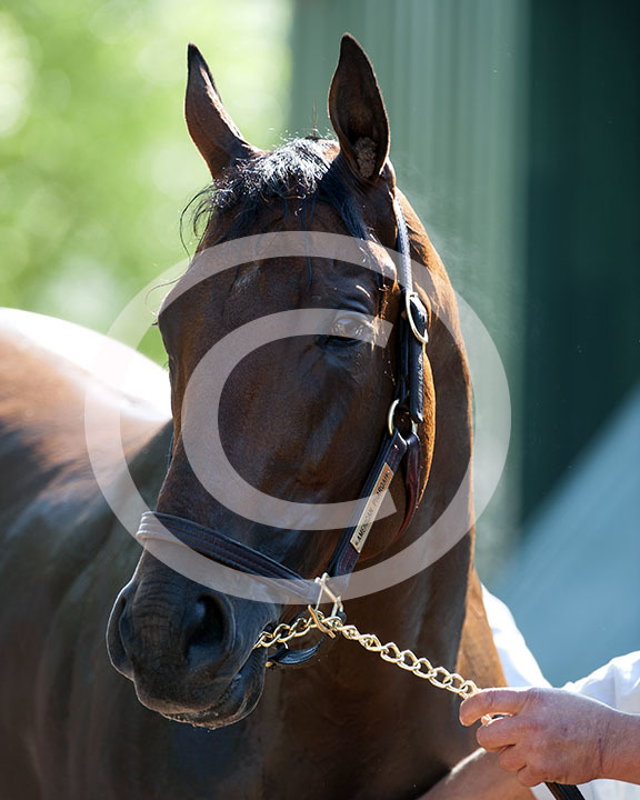 American Pharoah