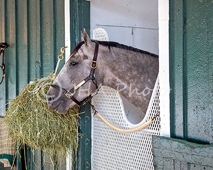 2024 Preakness Seize the Grey (8801)