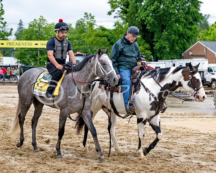 2024 Preakness Seize the Grey (7664)
