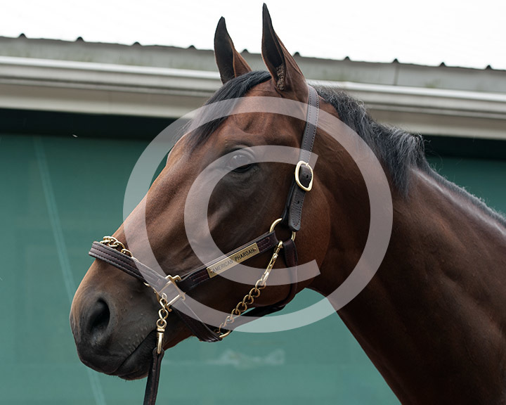 American Pharoah