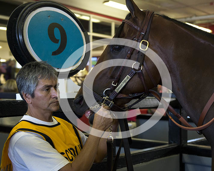American Pharoah