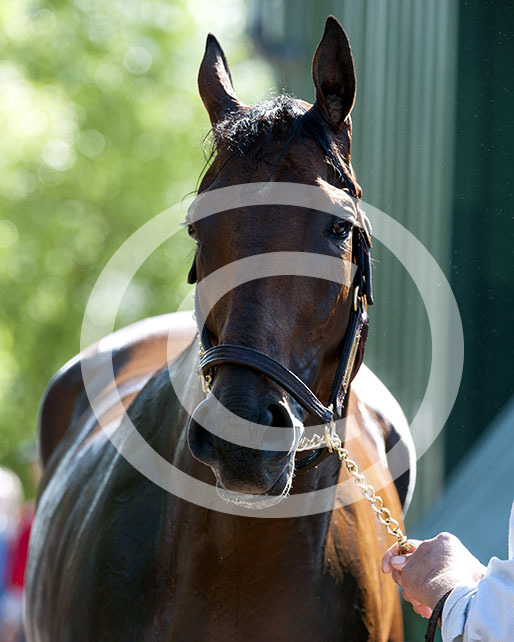 American Pharoah