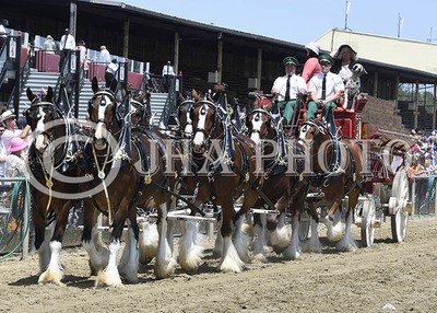 The Clydesdales