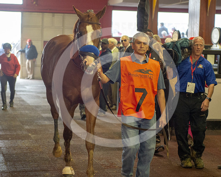 Justify in Pimlico Paddock