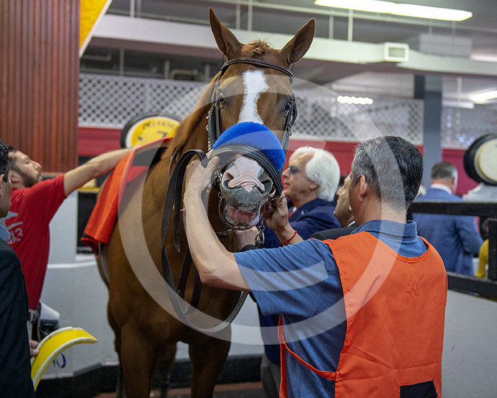 Justify in Pimlico Paddock